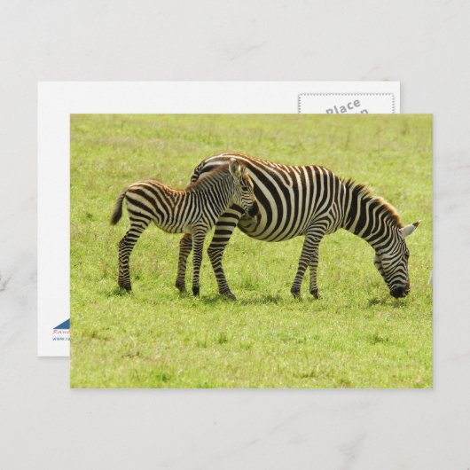 Carte postale Zebra (Devant / Derrière)