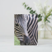 Carte postale Zebra (Debout devant)