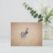 Carte Postale Zebra (Debout devant)