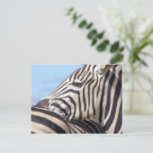 Carte postale Zebra (Debout devant)