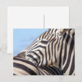 Carte postale Zebra (Devant / Derrière)