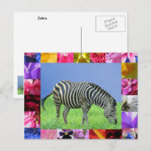 Carte postale Zebra (Devant / Derrière)