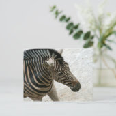 Carte postale Zebra (Debout devant)