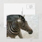 Carte postale Zebra (Devant / Derrière)
