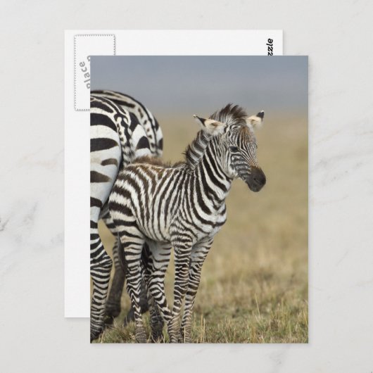 Carte Postale Zebra Baby (Devant / Derrière)