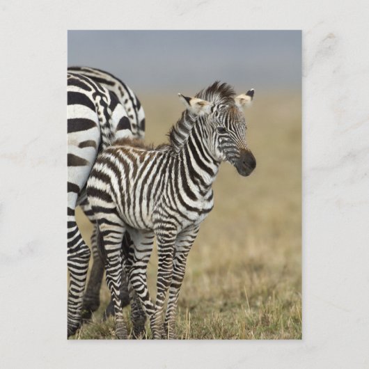 Carte Postale Zebra Baby (Devant)