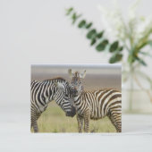 Carte Postale Zebra Baby (Debout devant)