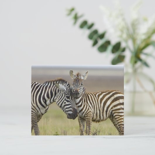 Carte Postale Zebra Baby (Debout devant)