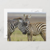 Carte Postale Zebra Baby (Devant / Derrière)