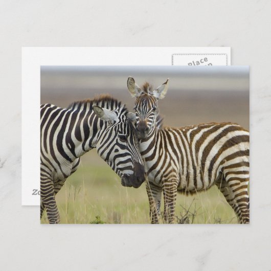 Carte Postale Zebra Baby (Devant / Derrière)