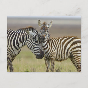 Carte Postale Zebra Baby