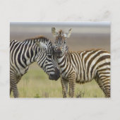 Carte Postale Zebra Baby (Devant)