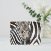 Carte Postale Zebra Baby (Debout devant)