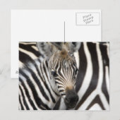 Carte Postale Zebra Baby (Devant / Derrière)