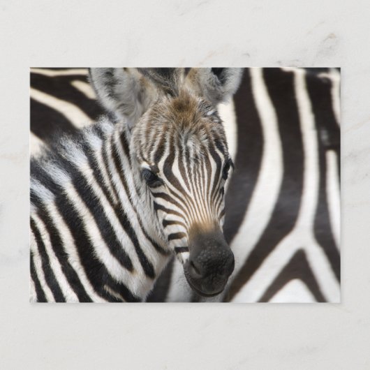 Carte Postale Zebra Baby (Devant)