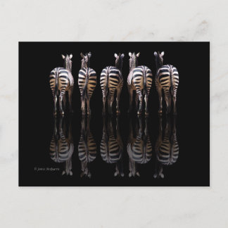Carte Postale Zebra Black White Stripes Réflexions