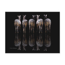 Zebra Black White Stripes Réflexions