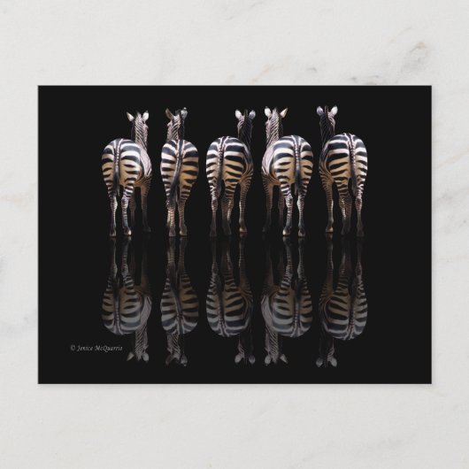 Carte Postale Zebra Black White Stripes Réflexions (Devant)