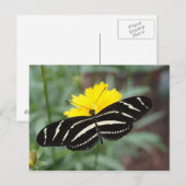 Carte Postale Zebra Butterfly Beauty II (Devant / Derrière)