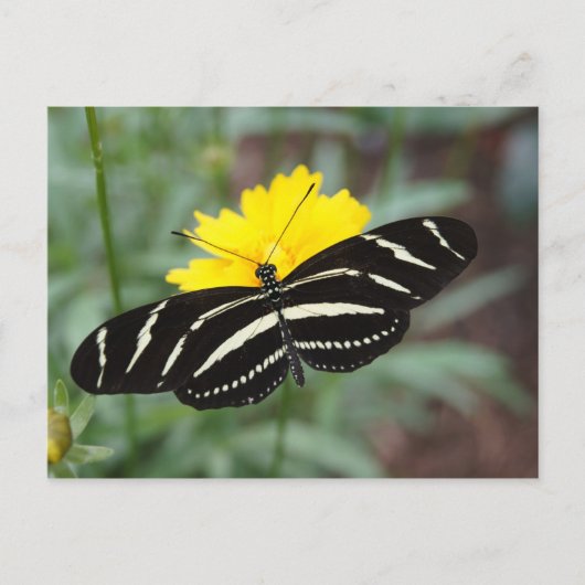 Carte Postale Zebra Butterfly Beauty II (Devant)