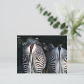 Carte Postale Zebra Butts Funny Wildlife (Debout devant)