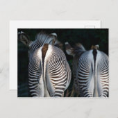 Carte Postale Zebra Butts Funny Wildlife (Devant / Derrière)