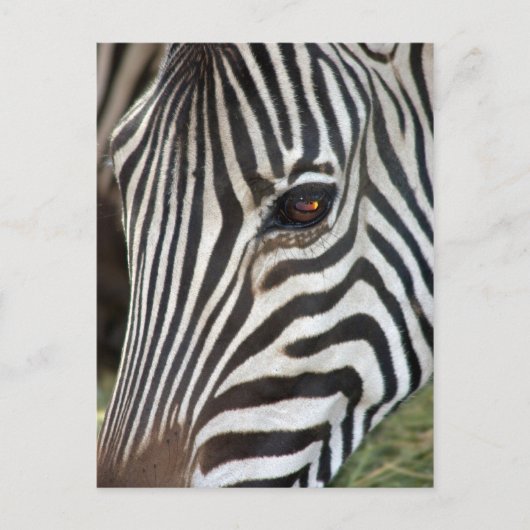 Carte postale Zebra de Chapman (Devant)