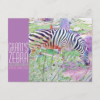 Zebra de Grant [Carte postale]