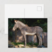 Carte postale Zebra de Grevy (Devant / Derrière)