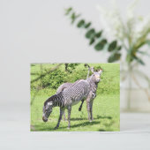Carte Postale Zebra en colère (Debout devant)