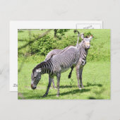 Carte Postale Zebra en colère (Devant / Derrière)