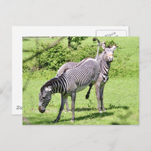 Carte Postale Zebra en colère (Devant / Derrière)