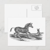 Carte postale Zebra et Animal Foin Art vintage (Devant / Derrière)