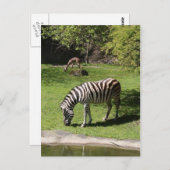 Carte Postale Zebra et Gazelle (Devant / Derrière)