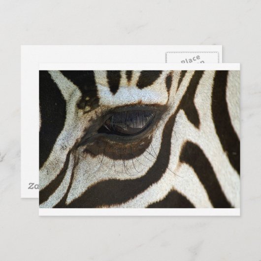 Carte Postale Zebra eye cute serene image (Devant / Derrière)