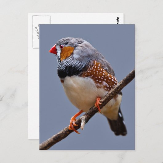 Carte postale Zebra Finch (Devant / Derrière)