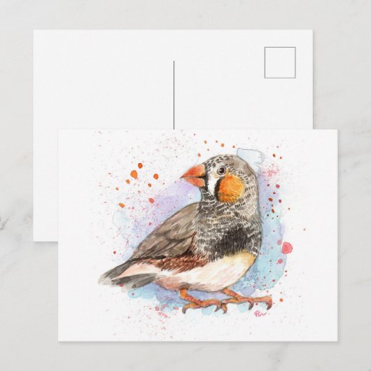 Carte Postale Zebra Finch (Devant / Derrière)