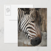 Carte Postale Zebra, gros plan (Devant / Derrière)