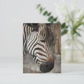 Carte Postale Zebra, gros plan (Debout devant)