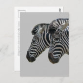 Carte Postale Zebra Heads (Devant / Derrière)
