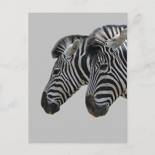 Carte Postale Zebra Heads (Devant)