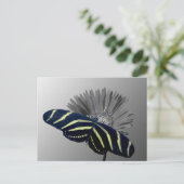 Carte Postale Zebra Longtail sur une marguerite (Debout devant)