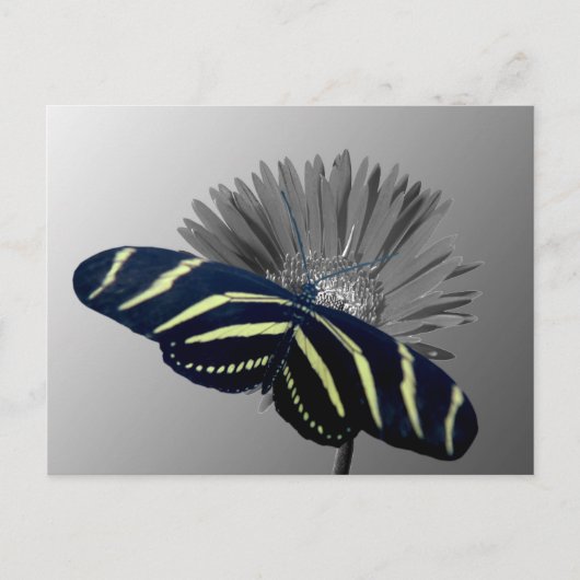 Carte Postale Zebra Longtail sur une marguerite (Devant)