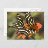 Carte Postale Zebra Longwing (heliconius charitonia) sur fleur (Devant / Derrière)