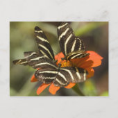 Carte Postale Zebra Longwing (heliconius charitonia) sur fleur (Devant)