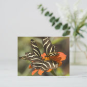 Carte Postale Zebra Longwing (heliconius charitonia) sur fleur (Debout devant)