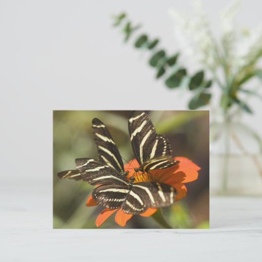Carte Postale Zebra Longwing (heliconius charitonia) sur fleur (Debout devant)