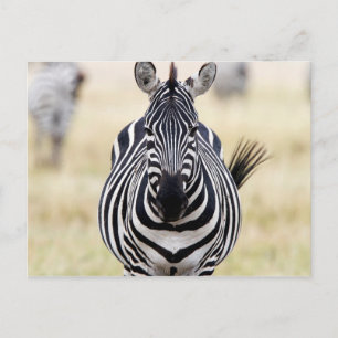 Carte Postale Zebra looking at you
