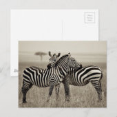 Carte Postale Zebra Love (Devant / Derrière)