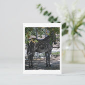 Carte Postale Zebra Love (Debout devant)